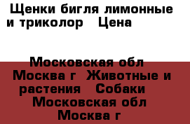 Щенки бигля лимонные и триколор › Цена ­ 18 000 - Московская обл., Москва г. Животные и растения » Собаки   . Московская обл.,Москва г.